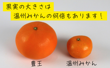 豊王（ほうおう）約3kg 化粧箱入 ／ ミカン みかん 蜜柑 柑橘類 豊王 ほうおう オレンジ 3kg 甘い フルーツ ＜132-020＞