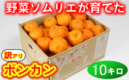【訳あり・規格外品】野菜ソムリエ石児さんの「ポンカン（みかん） 10kg」 ミカン みかん 蜜柑 柑橘 10kg 柑橘類 ぽんかん 訳あり フルーツ 先行予約 ＜103-010＞