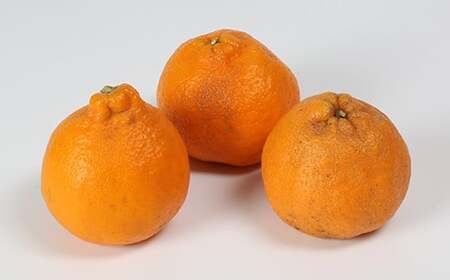 【訳あり・規格外品】野菜ソムリエ石児さんの「ポンカン（みかん） 10kg」 ミカン みかん 蜜柑 柑橘 10kg 柑橘類 ぽんかん 訳あり フルーツ 先行予約 ＜103-010＞