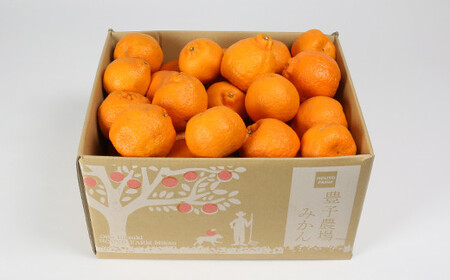 【訳あり・規格外品】野菜ソムリエ石児さんの「ポンカン（みかん） 10kg」 ミカン みかん 蜜柑 柑橘 10kg 柑橘類 ぽんかん 訳あり フルーツ 先行予約 ＜103-010＞