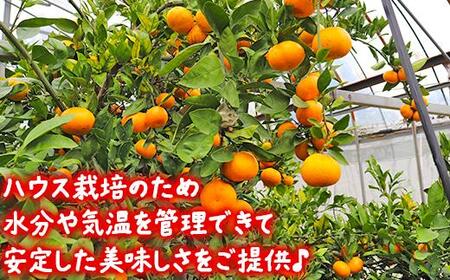 【訳あり】土山農園の温州みかん 屋根掛けハウス栽培 5kg+傷み補償分200g 家庭用 (宮川早生と興津早生の混合)先行予約 柑橘類 フルーツ 12月 1月 期間限定 果物 九州 <050-001>