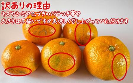 【訳あり】土山農園の温州みかん 屋根掛けハウス栽培 5kg+傷み補償分200g 家庭用 (宮川早生と興津早生の混合)先行予約 柑橘類 フルーツ 12月 1月 期間限定 果物 九州 <050-001>
