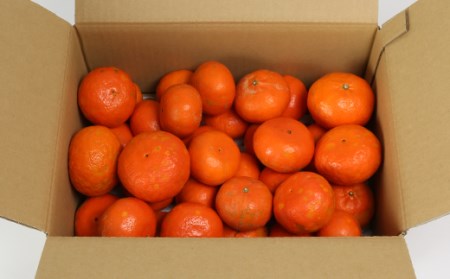 【訳あり・規格外品】野菜ソムリエ石児さんの「アンコール 3.5kg」 ミカン みかん 蜜柑 柑橘 3.5kg 訳あり 甘い 柑橘類 アンコール アンコールオレンジ フルーツ 先行予約 <103-017>