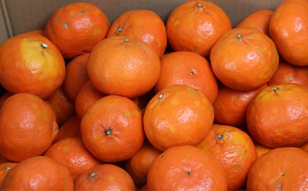 【訳あり・優品】野菜ソムリエ石児さんの「アンコール 10kg」 ミカン みかん 蜜柑 柑橘 10kg 訳あり 甘い 柑橘類 アンコール アンコールオレンジ フルーツ 先行予約 <103-020>