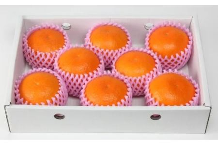 ハウス美娘 約2.5kg(化粧箱入) / ミカン みかん 蜜柑 柑橘類 美娘 オレンジ 2.5kg 先行予約 甘い フルーツ <132-002>