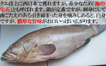 【12月14日決済分まで年内発送】【冷凍】大分県産 高級魚くえ料理セット2人前 海鮮 <104-038_5>