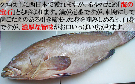 【冷凍】大分県産 高級魚くえ料理セット2人前＜104-038_5＞