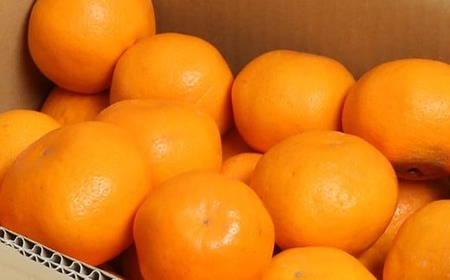 【訳あり品】阿部農園の「はるみ 約6kg」 / ミカン みかん 蜜柑 柑橘類 はるみ 先行予約 2月 訳あり 数量限定 フルーツ <112-008>