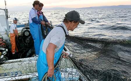 国産!添加物不使用!豊後別府湾釜揚げしらす たっぷり 900g(300g×3パック)<108-013_5>
