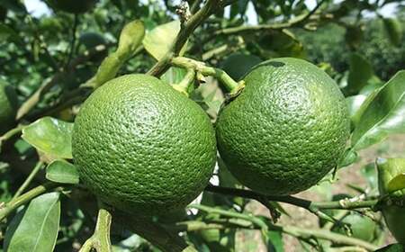 つぶらなカボス 30本 190g ／ つぶらな つぶらなカボス ジュース かぼすドリンク 清涼飲料水 人気 子供 おすすめ 果汁飲料 ご当地ジュース かぼす 飲料 30本 詰めあわせ ギフト プレゼント セット 贈答 家庭用 JAフーズおおいた 年内配送 年内発送 12月発送 12月 ＜131-101＞