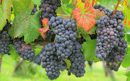 つぶらなブドウ 30本 190g ／ つぶらな つぶらなブドウ ジュース 清涼飲料水 人気 子供 おすすめ 果汁飲料 ご当地ジュース ぶどう ぶどうジュース 飲料 30本 詰めあわせ ギフト プレゼント セット 贈答 家庭用 JAフーズおおいた 年内配送 年内発送 12月発送 12月 ＜131-104＞