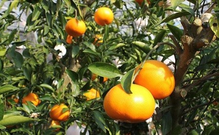 岩尾農園の温室栽培せとか 特選 約1.5kg 果物 期間限定 数量限定 九州 ＜066-003_5＞