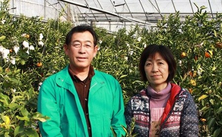 岩尾農園の温室栽培せとか 特選 約1.5kg 果物 期間限定 数量限定 九州 ＜066-003_5＞