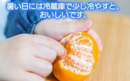 【期間限定発送】今村農園のハウスみかん 約2.5kg【秀品】 2026年 7月 夏 発送 果物 期間限定 九州 <107-007>