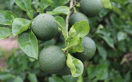 オレンジ農園のかぼすポン酢セット＆かぼすジンジャーハニー 各1本セット ＜108-003＞