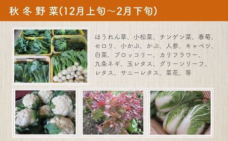 ＜期間限定＞旬の有機野菜セットB(10～12品)やさい 詰合せ 詰め合わせ 季節 おまかせ お楽しみ【114500201】【さとう有機農園】