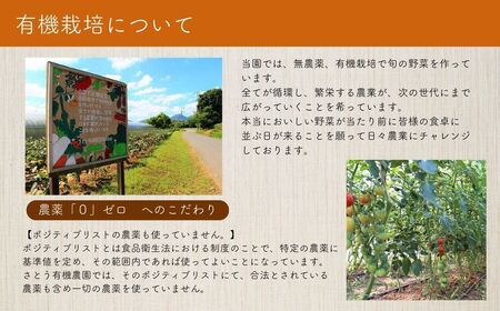 ＜期間限定＞旬の有機野菜セットB(10～12品)やさい 詰合せ 詰め合わせ 季節 おまかせ お楽しみ【114500201】【さとう有機農園】