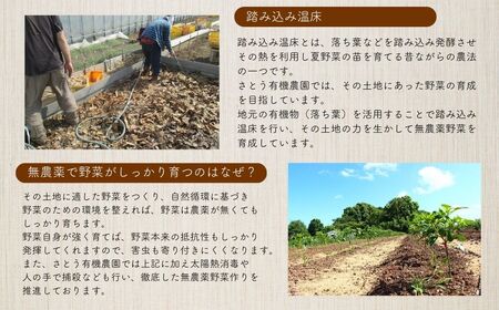 ＜期間限定＞旬の有機野菜セットB(10～12品)やさい 詰合せ 詰め合わせ 季節 おまかせ お楽しみ【114500201】【さとう有機農園】