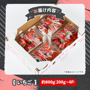 ＜2026年1月上旬～4月下旬の間に発送予定＞いちご(計約800g・200g×4P)苺 イチゴ フルーツ 果物 くだもの 果実 ベリーツ【117900100】【Farm U.S.A.】