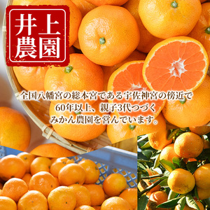 ＜先行予約受付中！2月中旬より順次発送予定＞大分県宇佐市産 蔵出し みかん(約10kg)ミカン 蜜柑 柑橘 フルーツ 果物 くだもの 果実 国産 熟成【103690400】【井上農園】