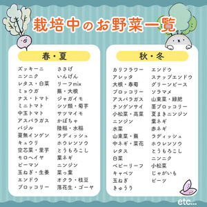 季節のお野菜 セット(7～9種) 野菜 やさい 詰合せ 詰め合わせ 季節 おまかせ お楽しみ【117000100】【やさしいお野菜 しん屋】