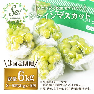 <定期便・全3回(連続)>シャインマスカット(総量6kg・2kg×3回)フルーツ 果物 葡萄 ぶどう 安心院 人気 ランキング<先行予約受付中!2026年8月下旬より順次発送予定><北海道 沖縄 離島配送不可>【206300300】【大分県農業協同組合 北部エリア】