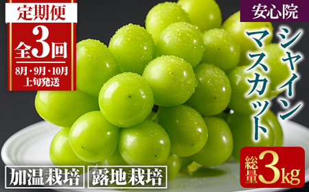 ＜定期便・全3回(連続)＞シャインマスカット (総量3kg・1kg×3回) ぶどう 葡萄 フルーツ 果物 定期便 ＜先行予約受付中！2026年8月上旬から順次発送予定＞ ＜北海道、沖縄、離島配送不可＞【206300600】【大分県農業協同組合　北部エリア】