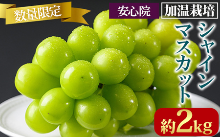 シャインマスカット 加温栽培(約2kg)シャインマスカット ぶどう 葡萄 フルーツ 果物 くだもの 果実＜先行予約受付中！2026年8月上旬から順次発送予定＞＜北海道、沖縄、離島配送不可＞【106300600】【大分県農業協同組合　北部エリア】