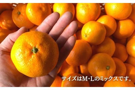 ＜11月1日先行受付開始、12月以降発送＞田口早生(10kg)みかん 蜜柑 フルーツ 果物 くだもの 柑橘 期間限定【112300202】【宮田園芸】