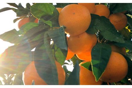 ＜11月1日先行受付開始、12月以降発送＞田口早生(10kg)みかん 蜜柑 フルーツ 果物 くだもの 柑橘 期間限定【112300202】【宮田園芸】