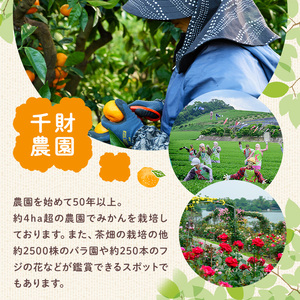 ＜先行予約受付中！2026年4月中旬より順次発送予定＞千財農園不知火(L～4L・16玉～24玉)みかん ミカン 蜜柑 しらぬい 柑橘 フルーツ 果物 くだもの 果実【109000301】【千財農園】