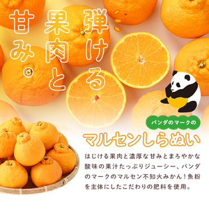 ＜先行予約受付中！2026年4月中旬より順次発送予定＞千財農園不知火(L～4L・16玉～24玉)みかん ミカン 蜜柑 しらぬい 柑橘 フルーツ 果物 くだもの 果実【109000301】【千財農園】