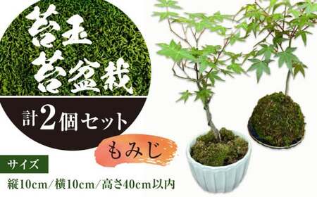 144-1234 苔玉 1個 苔盆栽 1個 (もみじ) 合計2個 セット コケ 苔 【2025年3月下旬から11月上旬発送予定】