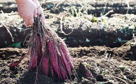 004-1138 【先行予約】 （訳あり） はるか姫 約3.5kg さつまいも サツマイモ 芋 いも 紅はるか べにはるか 大分県 豊後大野市 【2024年10月下旬～2025年5月下旬発送予定】