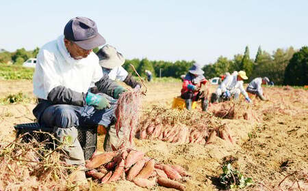 004-1138 【先行予約】 （訳あり） はるか姫 約3.5kg さつまいも サツマイモ 芋 いも 紅はるか べにはるか 大分県 豊後大野市 【2024年10月下旬～2025年5月下旬発送予定】