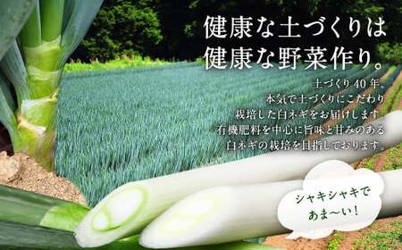 073-1182-1 豊後大野市産 おもしろいねぎ 3kg（Lサイズ30本）長ねぎ 長ネギ 白ネギ 白ねぎ ネギ ねぎ 葱 白葱