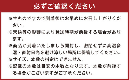 134-1145x1 甘太くん 5kg（Ｍ～2Lサイズ） さつまいも 芋 紅はるか 【2025年12月下旬～2026年4月上旬発送予定】 
