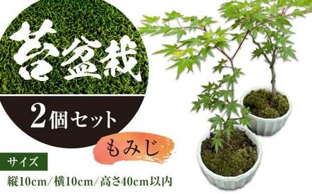 144-1232x3 苔 盆栽 (もみじ) 2個 セット コケ 【2026年3月下旬から11月上旬迄順次発送予定】