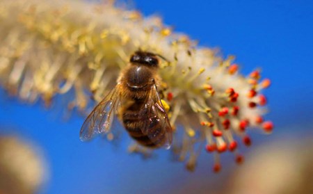 025-763 日本ミツバチ の 純粋 生蜂蜜 220g ハチミツ はちみつ 国産 生はちみつ