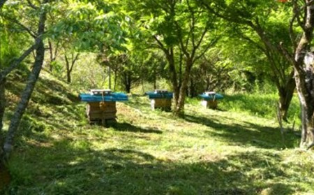025-763 日本ミツバチ の 純粋 生蜂蜜 220g ハチミツ はちみつ 国産 生はちみつ