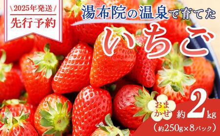 【2025年発送/先行予約】湯布院の温泉で育てたいちご おまかせ約2kg（約250g×8パック）