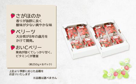 【2025年発送/先行予約】湯布院の温泉で育てたいちご おまかせ約2kg（約250g×8パック）