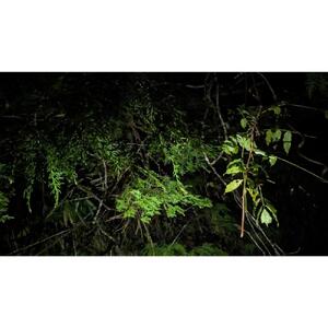 湯布院　ＭＩＫＡＴＡ　オリジナルブレンドエッセンシャルオイル　THE森の中-MORI no NAKA-