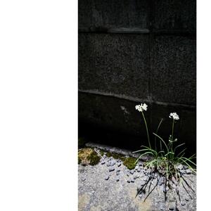湯布院　ＭＩＫＡＴＡ　KO-HA(香葉) No.00 Genten　