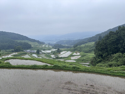 \先行予約/【令和7年度産】大分県由布市産 ひのひかり(玄米)5kg