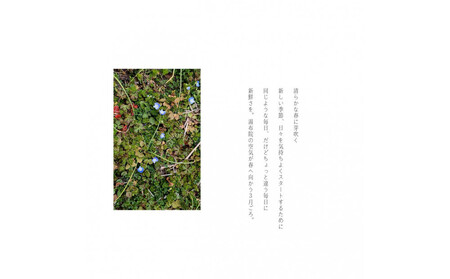 湯布院 MIKATA KO-HA(香葉)のリードディフューザーNo.05 清芽