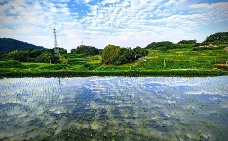 なつほのか（精米） 5kg 【先行予約／数量限定】