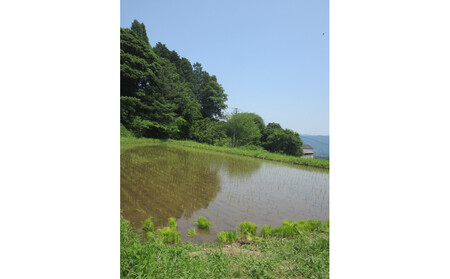 【無農薬・化学肥料不使用】大地の恵みをたっぷり受けた うるち米　ヒノヒカリ（玄米）5kg