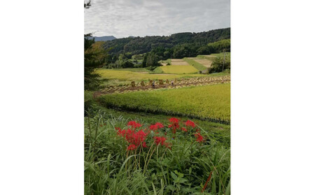 【無農薬・化学肥料不使用】大地の恵みをたっぷり受けた うるち米　ヒノヒカリ（玄米）5kg