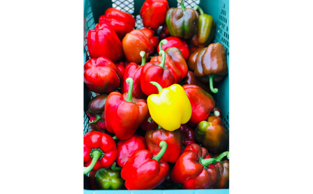 ジューシーパプリカ大玉セット (約2～2.5kg)